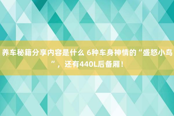 养车秘籍分享内容是什么 6种车身神情的“盛怒小鸟”，还有440L后备厢！